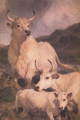  Wild Cattle at Chillingham (nn03)